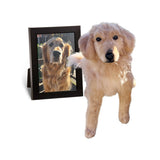 A custom plush Golden Retriever cuddle clone next to a framed photo of the original dog.