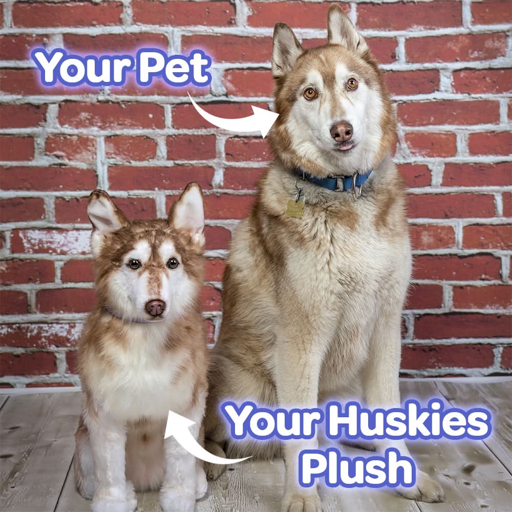 Custom Husky Plush Cuddle Clone