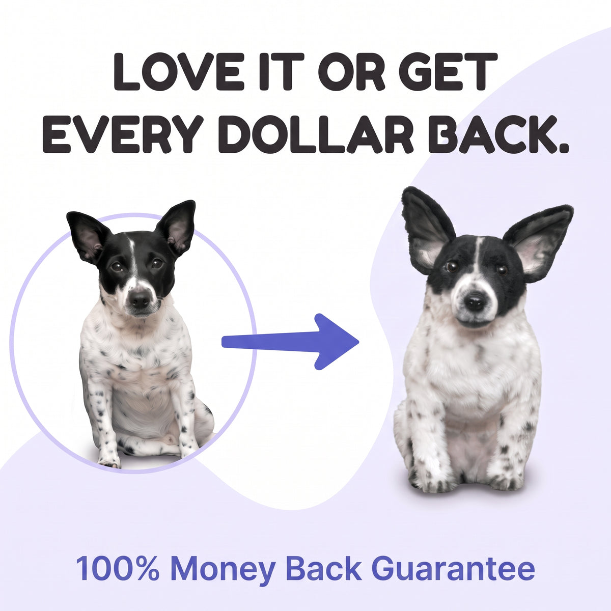Promotional graphic with the text 'LOVE IT OR GET EVERY DOLLAR BACK.' and '100% Money Back Guarantee' showing a black-and-white dog before and after editing, with a blue arrow between the two versions.