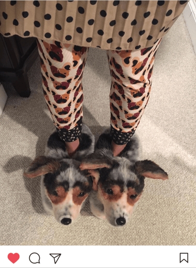 Customized Slippers Create One of a Kind Custom Dog Cat and