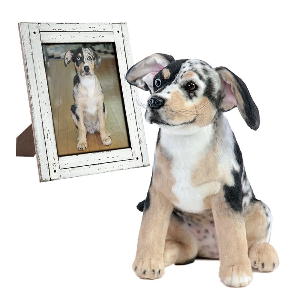 An Original Plush Cuddle Clone with black, white, and tan fur sits next to a framed photo of a real dog; both have upright ears and similar markings.