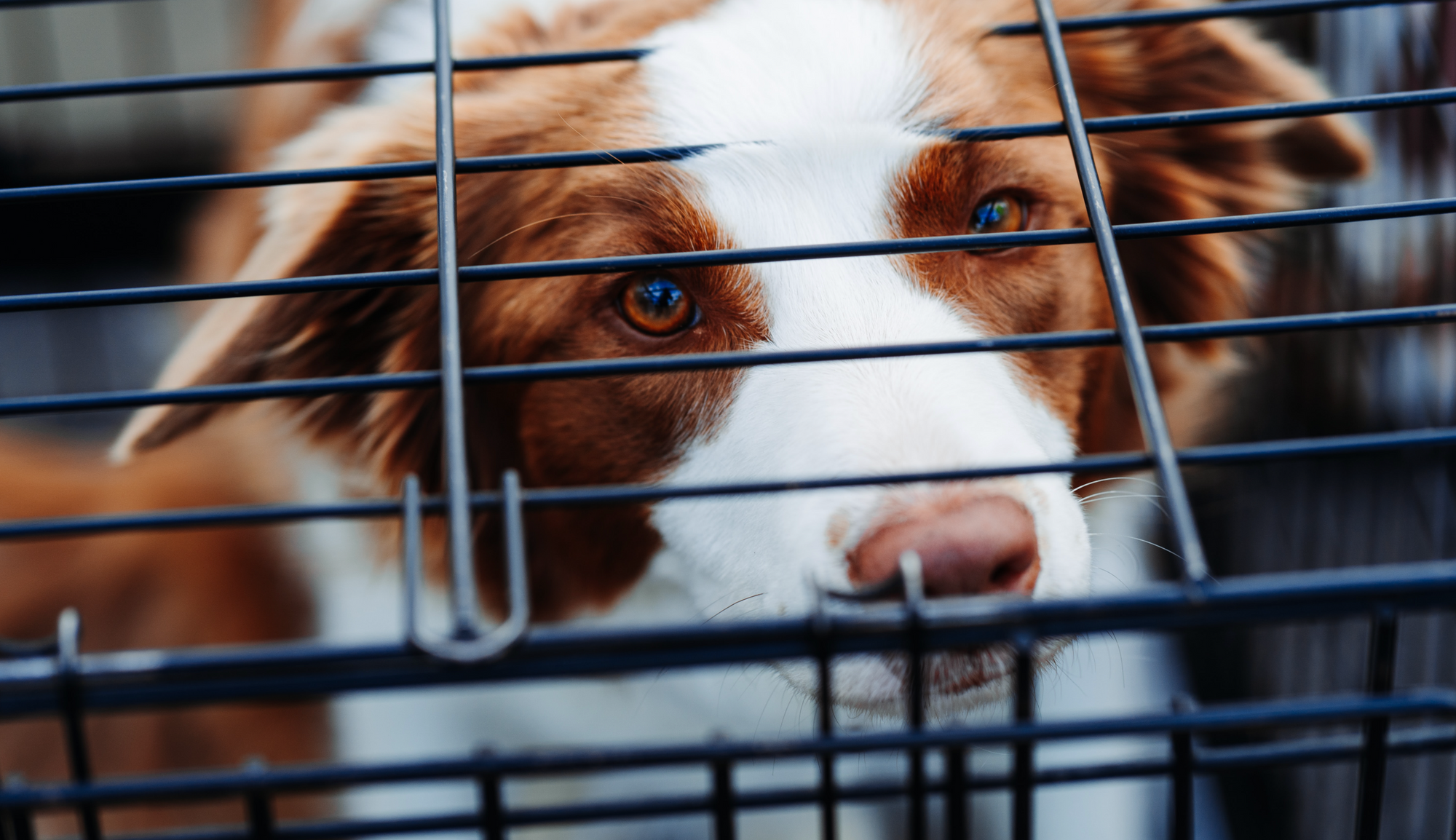 A dog looking up from inside a kennel.