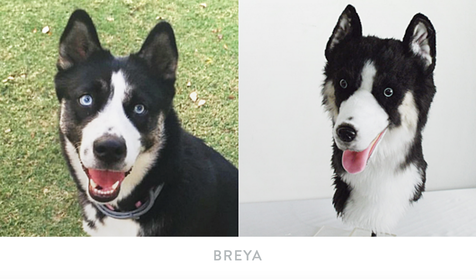 Side by side of dog Breya and their Cuddle Clone