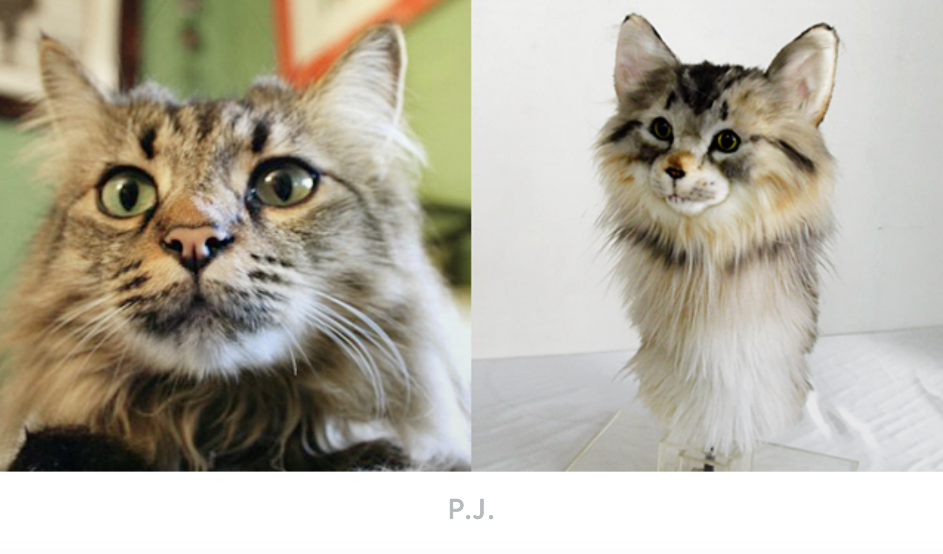Side by side of cat PJ and their Cuddle Clone