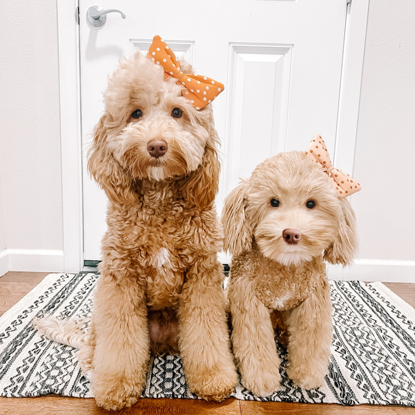 Stuffed Animal That Looks Like Your Pet | Customize a High-Quality Dog Plush or Plush Pets, Perfect Stuffed Animals That Look Like Pets - Cuddle Clones Stuffed Animal That Looks Like Your Pet | Customize a High-Quality Dog Plush or Plush Pets, Perfect Stuffed Animals That Look Like Pets - Cuddle Clones
