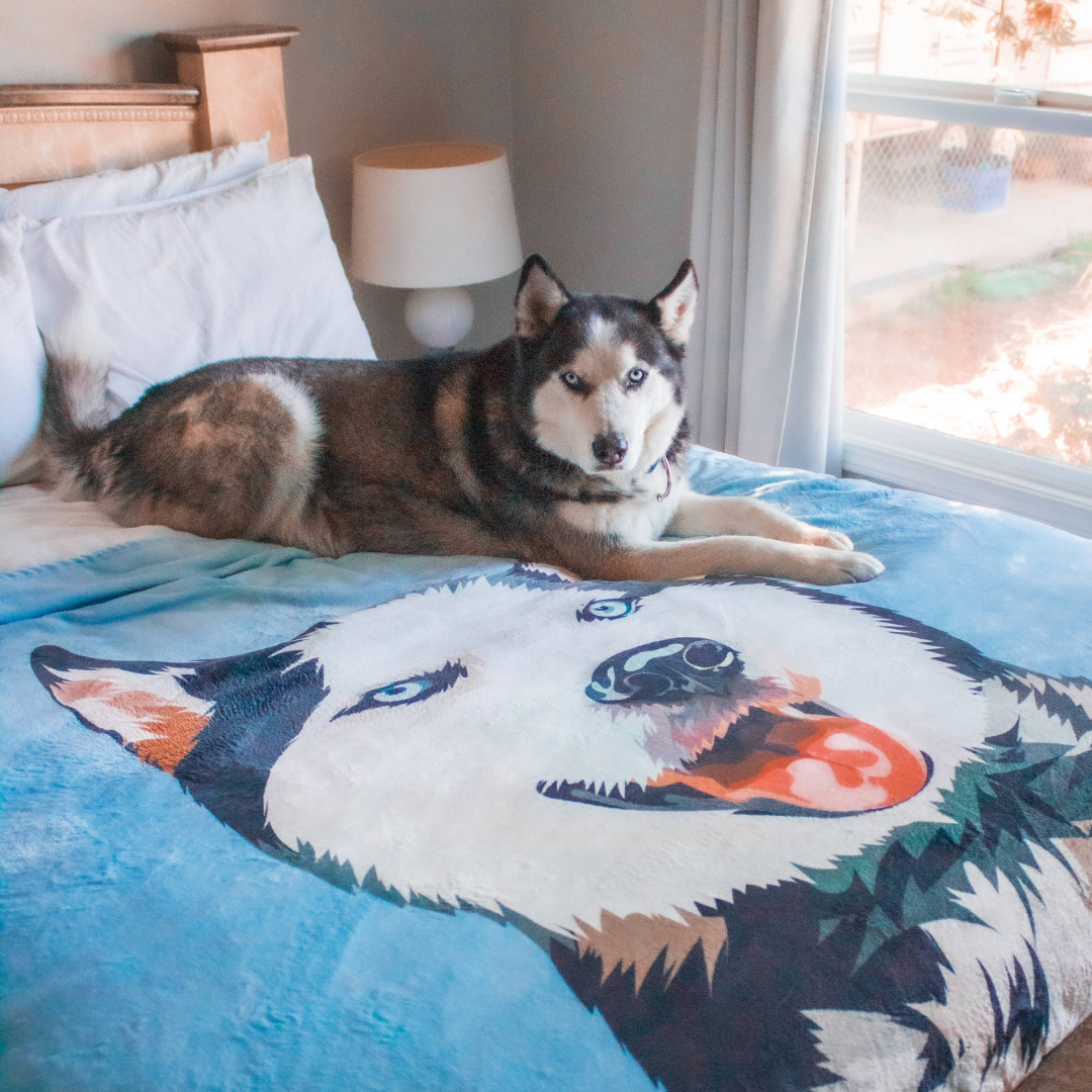 A Siberian Husky with blue eyes is lying on a bed on top of a large blanket featuring a printed illustration of the dog’s face. The blanket has blue tones, and sunlight comes through a nearby window, brightening the cozy bedroom scene.