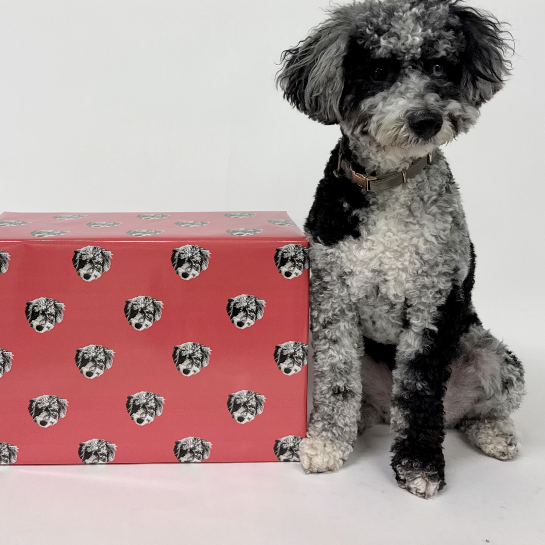 Curly black, white, and gray dog sitting beside a large red gift box wrapped in custom paper featuring a repeating pattern of the dog’s face. The background is a plain white studio setting.