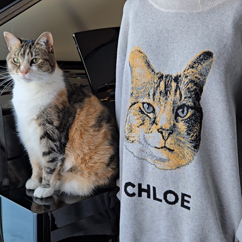Cat sitting next to a sweater with a cat face design and 'CHLOE' text.