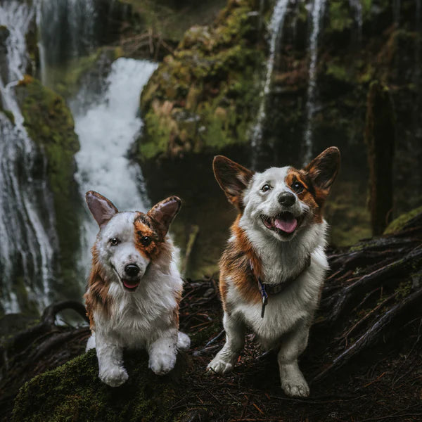 Cuddles clones online