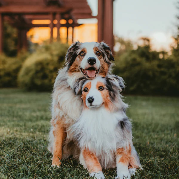 Donations Cuddle Clones