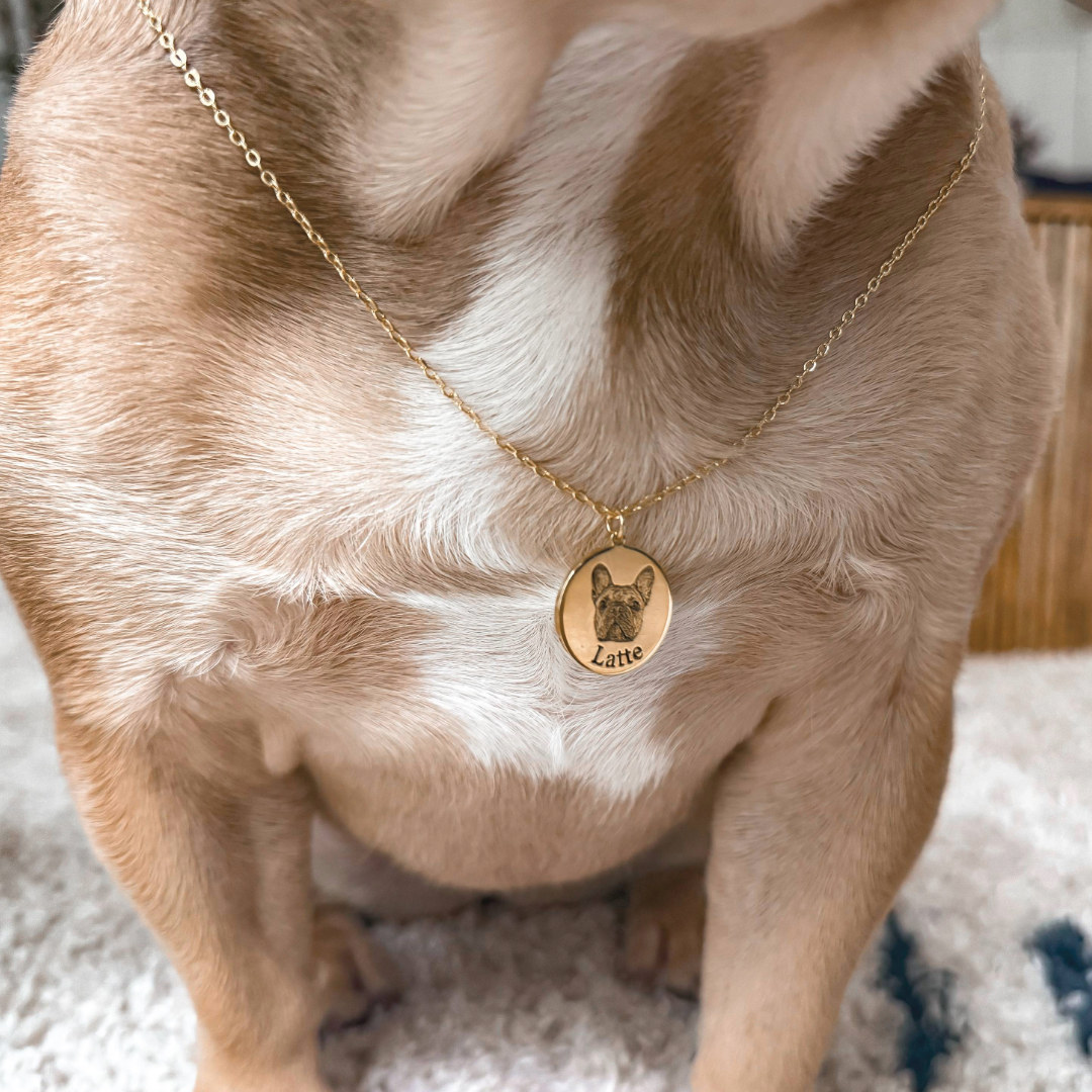 Dog wearing a gold necklace with a pendant on a carpeted floor