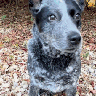 A speckled black-and-gray dog sits on gravel and autumn leaves while a hand places a silver adjustable bracelet with a round charm on its paw. The dog looks around calmly as the bracelet is shown close to the camera.