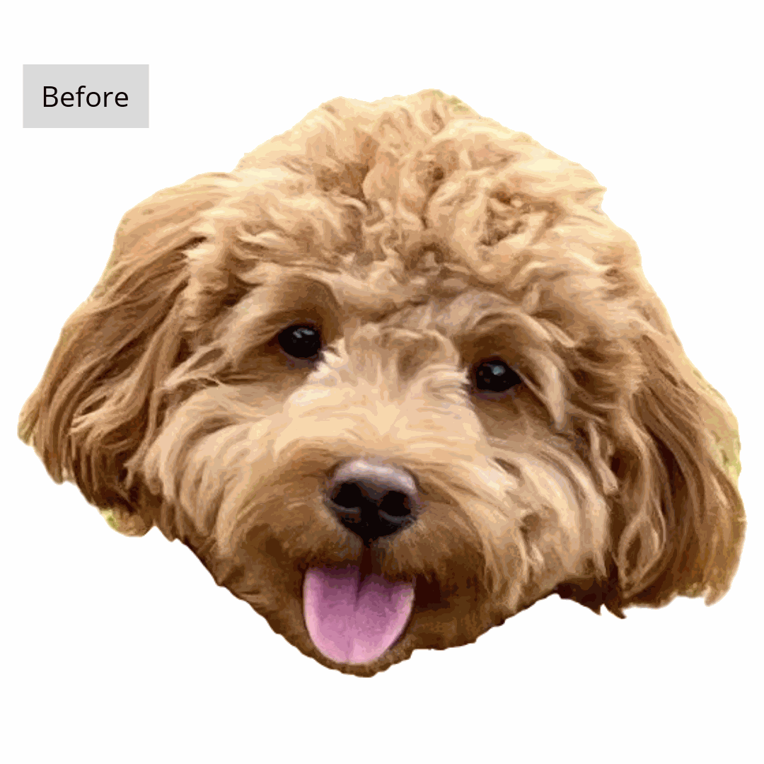 Split image showing a dog's face with a cartoon illustration on the left half and a realistic photo on the right half on a white background.
