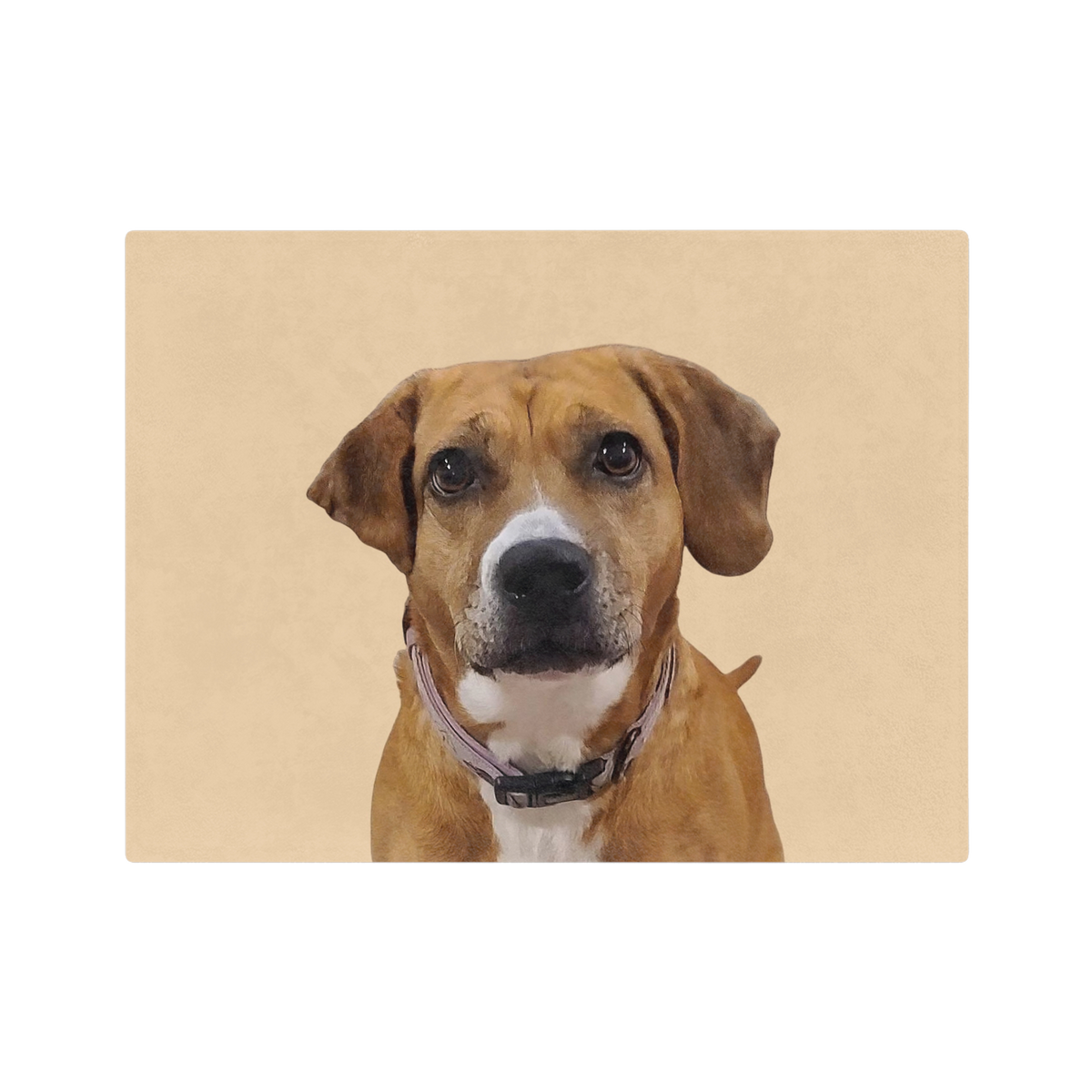 Brown dog with a white patch on a beige background