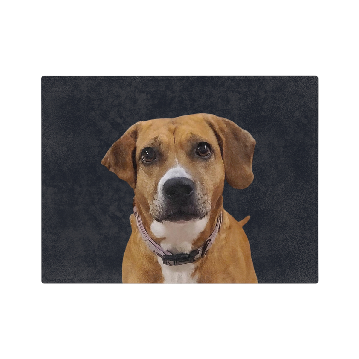 Blanket with dog with a collar on a black background