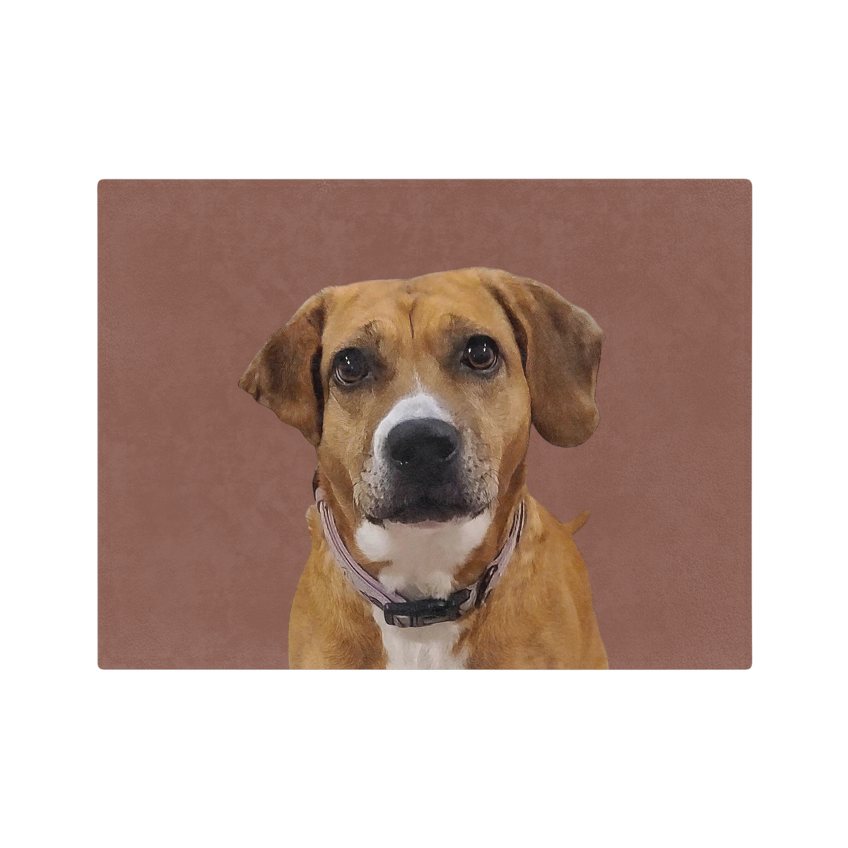 Brown dog with a white patch on a brown background