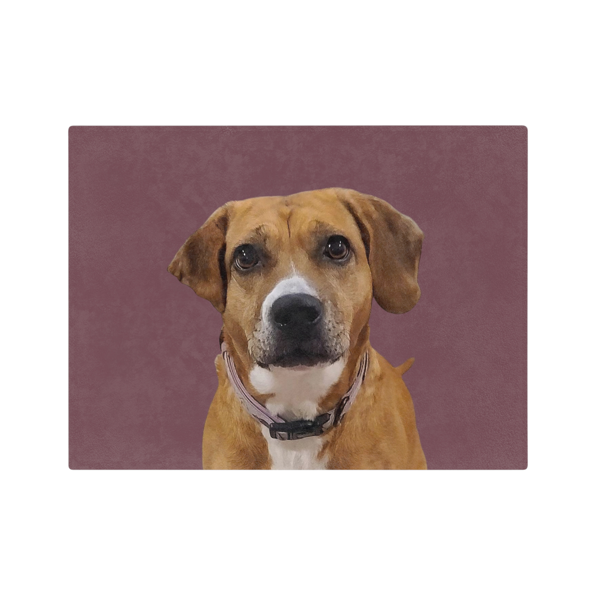 Dog with a purple collar on a brown background