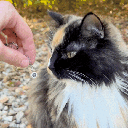 A hand gently holds a silver bracelet with a round charm near the face of a long-haired calico cat. The cat looks off to the side while sitting outdoors on gravel with soft sunlight in the background.