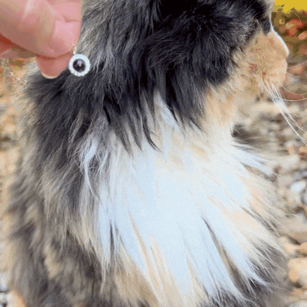GIF of a fluffy long-haired cat sitting outdoors while a hand holds a small circular pendant with a gemstone in front of the cat’s fur, showing how the jewelry matches the pet’s coloring.