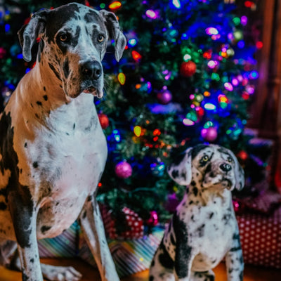 Great dane outlet stuffed animal