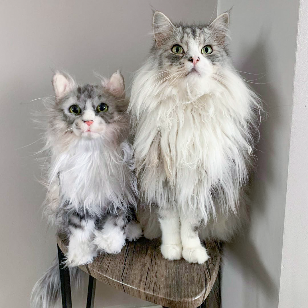 Coat Cuddle Product Customizer - Cuddle Clones