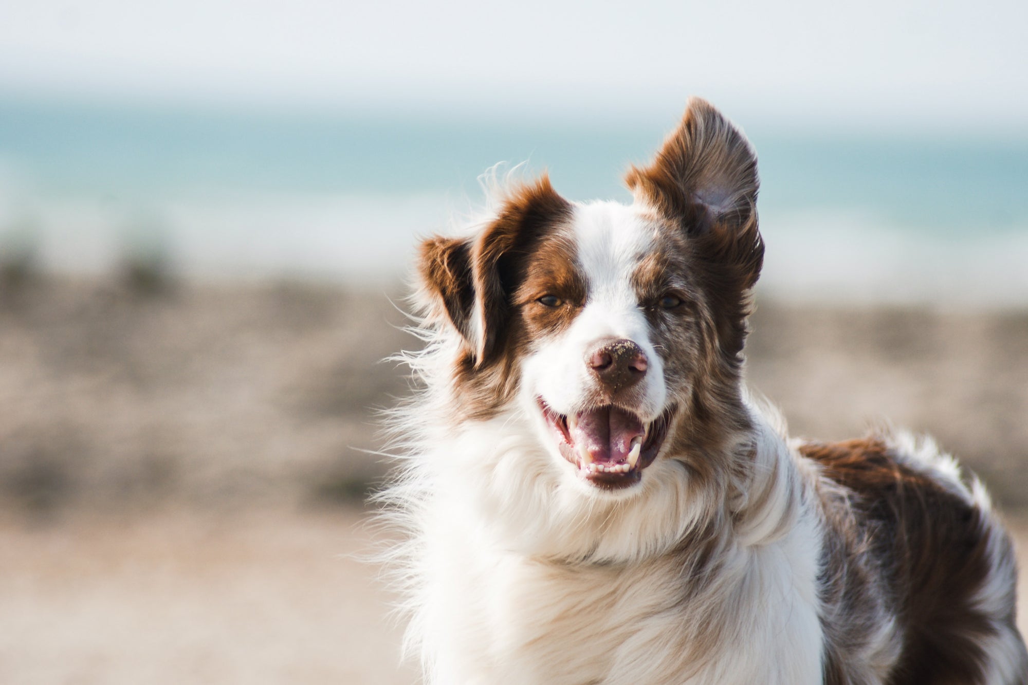 A smiling dog standing on a beach with its fur blowing in the wind.
