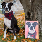 K9 Luxury Resorts Pet Portrait