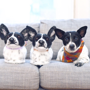 Christmas 2025 dog slippers