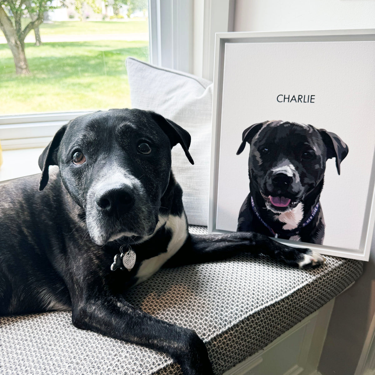 Black and white dog lying on a cushioned window seat beside a framed illustrated portrait of the same dog labeled ‘Charlie.’ Sunlight comes through the window behind them, with green trees visible outside.