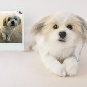 Black and white shop shih tzu stuffed animal