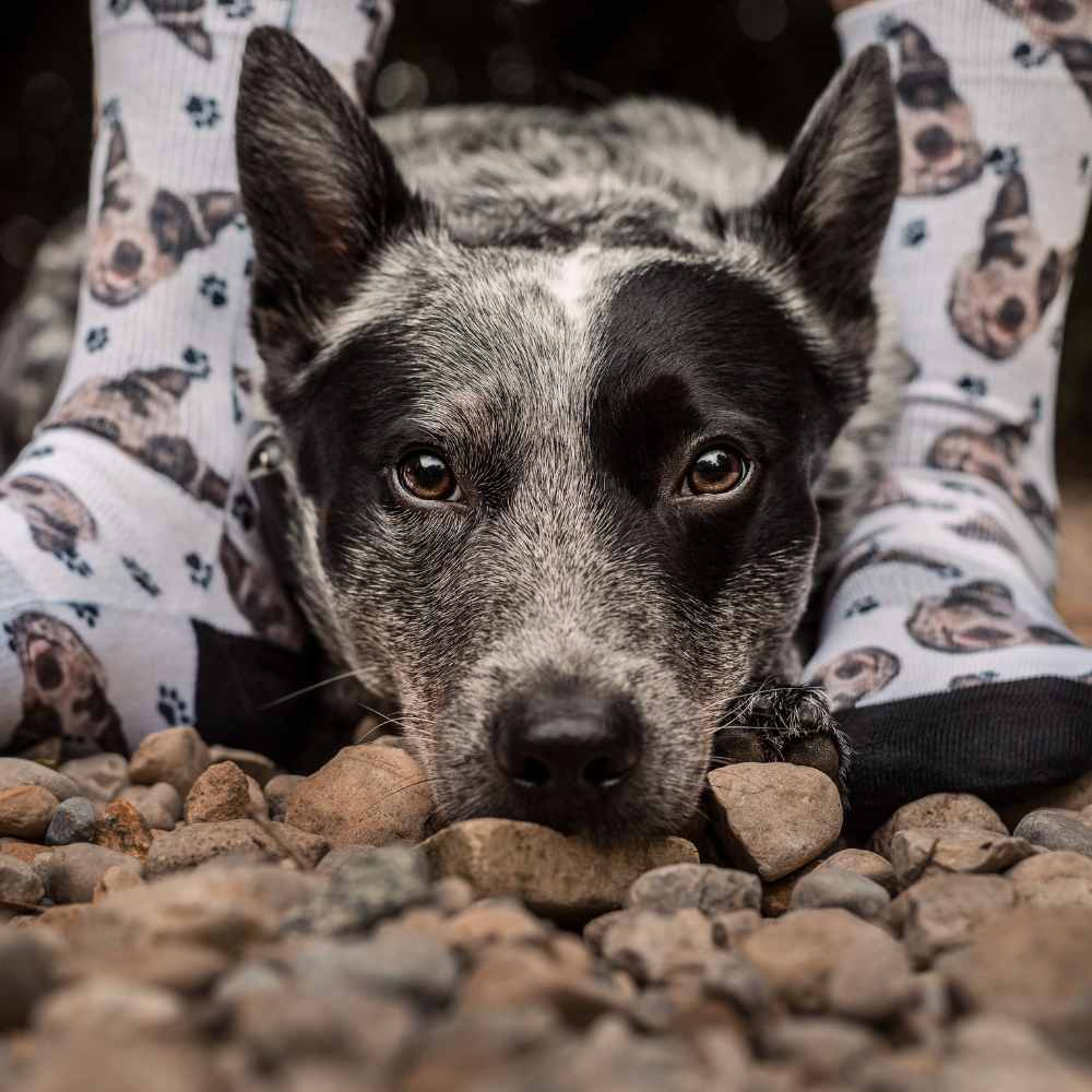 Custom Dog Socks  Personalize your Socks with Pet Photo