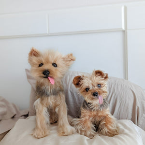 yorkshire terrier stuffed animal