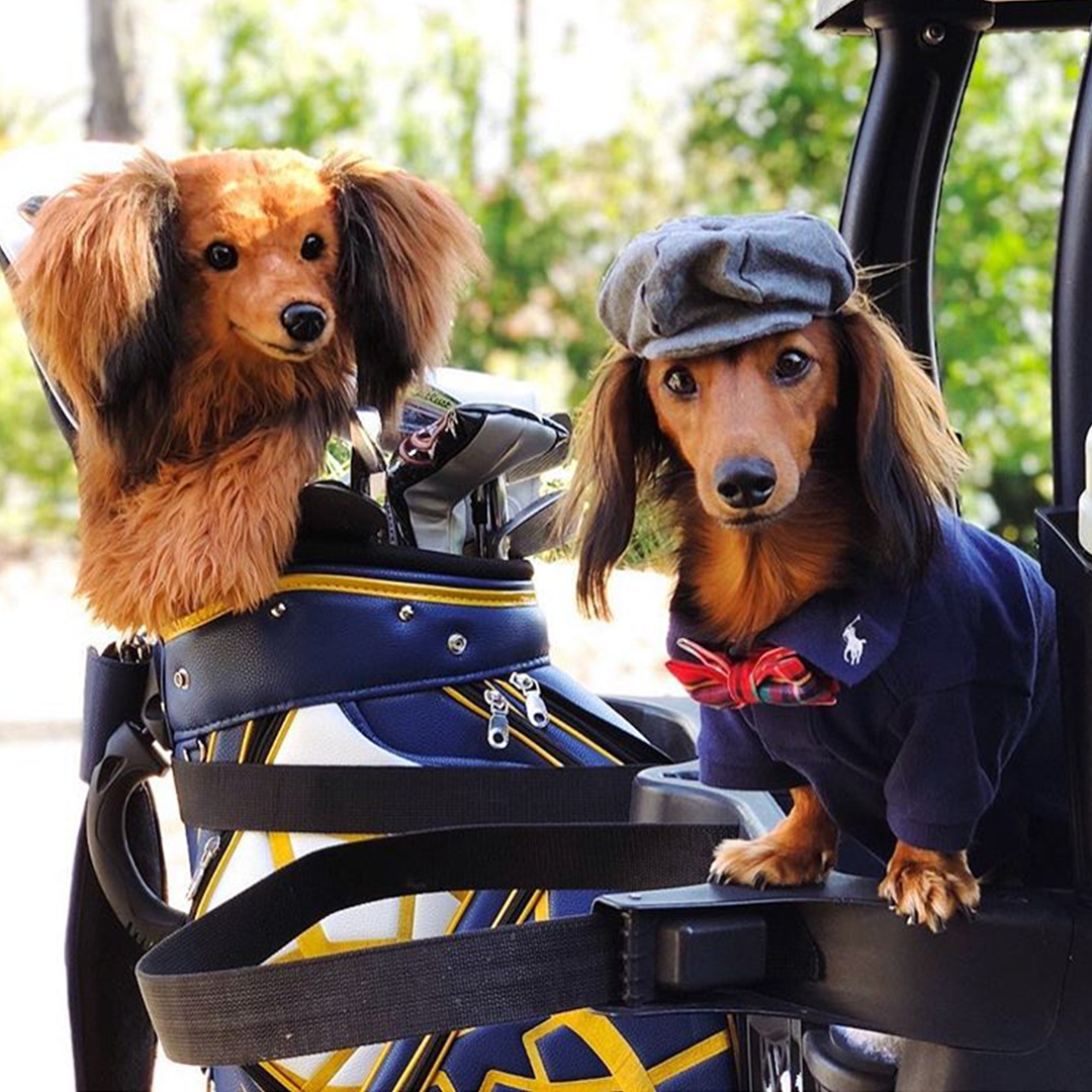 Dachshund golf club headcover and dog dressed for golf in cart. Unique golf gift for sausage dog lovers and players.